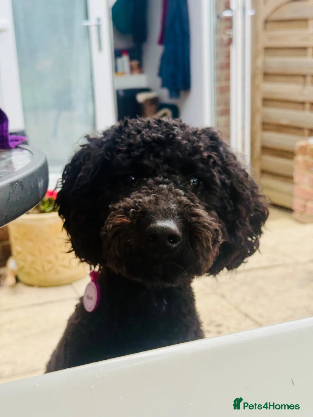 Poodle dogs for sale: Happy and loving standard poodle girl in Halstead - Advert 2