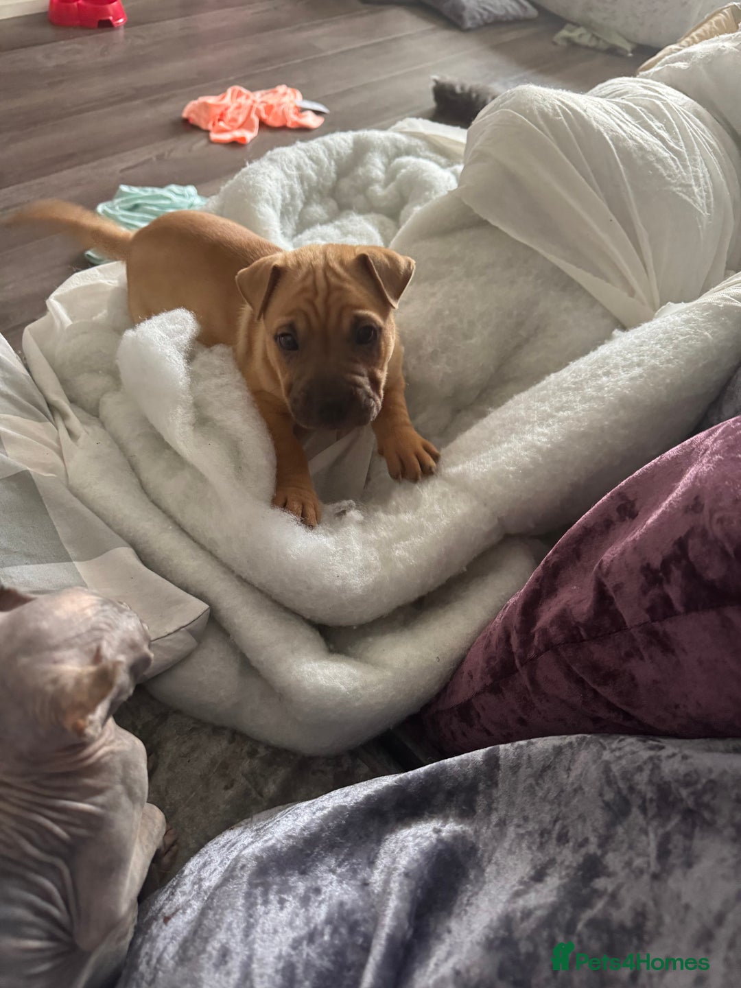 Mixed Breed dogs for sale: Male shar pei cross  - Image 1