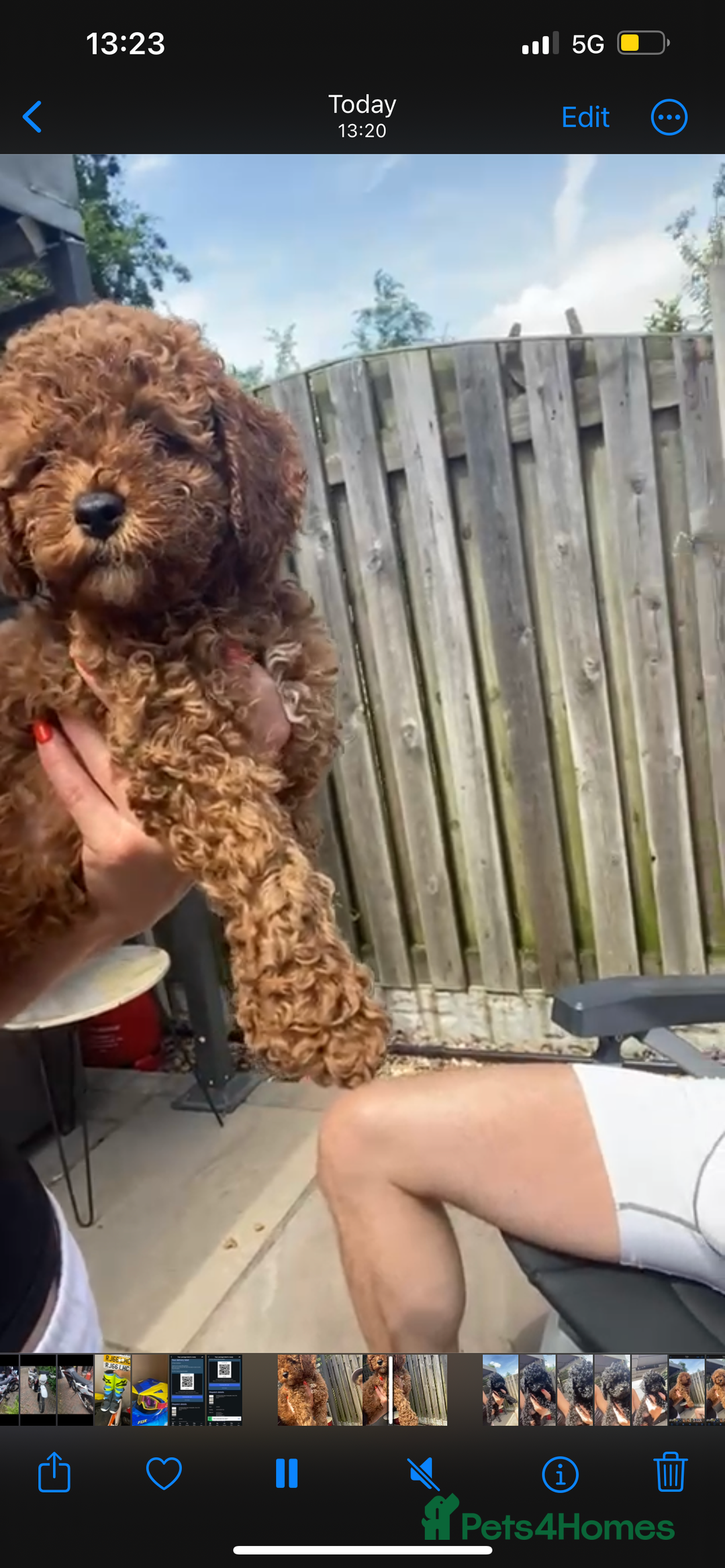 Cavapoo dogs for sale:  1 Beautiful boy Cavapoo puppy left! 💖💙💖💙💖 in Doncaster - Image 24