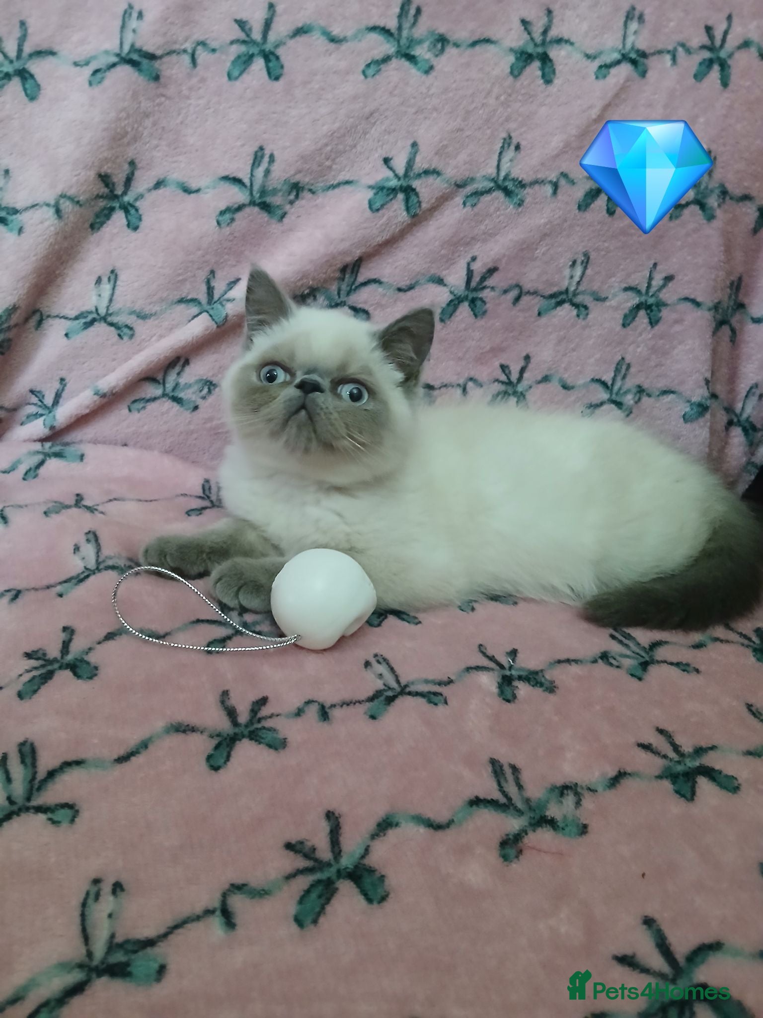Exotic cats EXCEPTIONAL PERSIAN EXOTIC KITTENS  - Advert 1