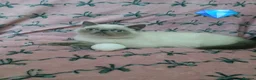 Exotic cats for sale: EXCEPTIONAL PERSIAN EXOTIC KITTENS  - Advert 13