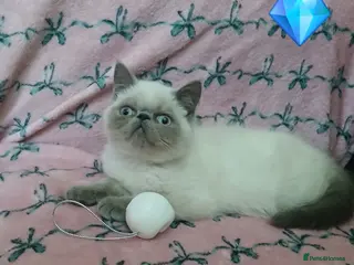 Exotic cats EXCEPTIONAL PERSIAN EXOTIC KITTENS - Advert 2