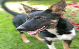 Mixed Breed dogs for adoption: 💖🐶 LINDA 🐶💖 - Image 8