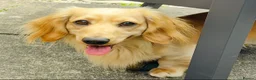 Miniature Dachshund dogs for sale: Black&Tan Puppies Looking for Their Forever Homes! - Advert 12