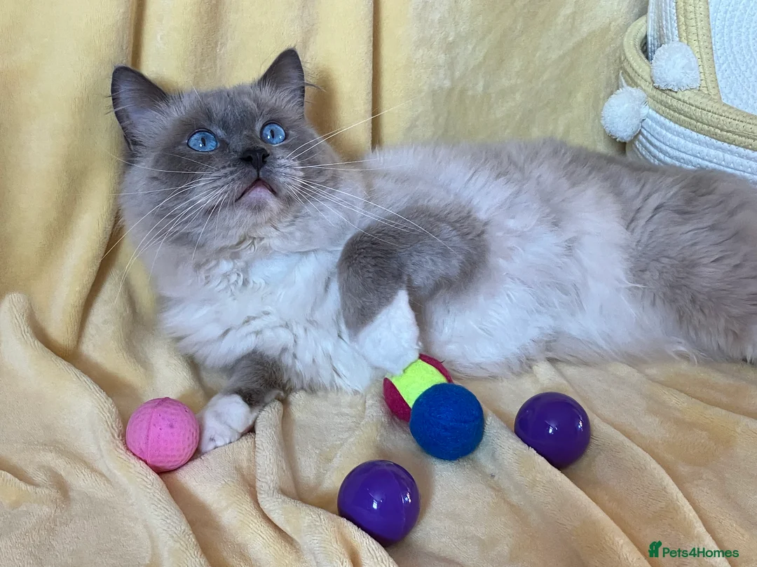 Ragdoll cats for stud: Ragdoll🏆Champion Bloodline 5GEN-Pedigree GCCF🌟💎 in Solihull - Advert 6