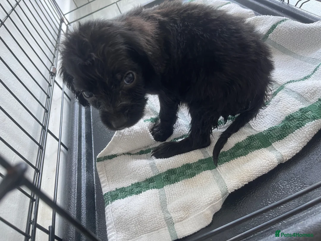 Cocker Spaniel dogs for sale: Cocker spaniel pup in Newton Aycliffe - Advert 1