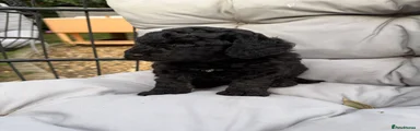 Inky Mini Goldendoodle 2
