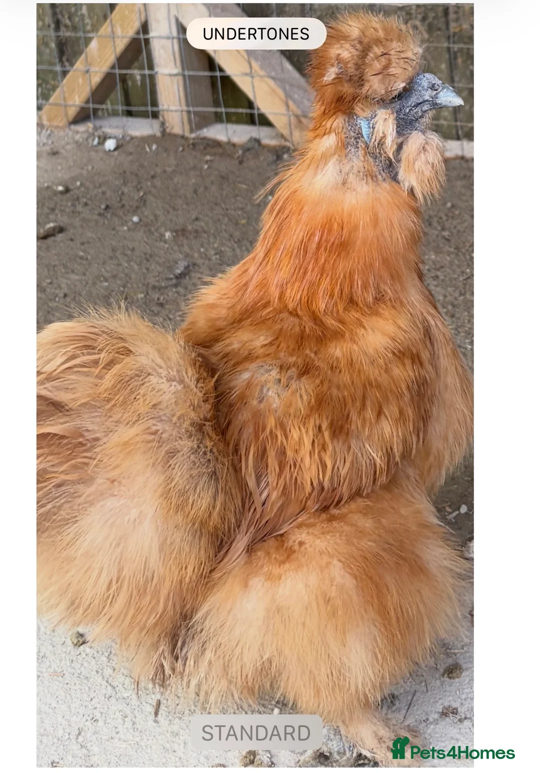 Chickens poultry for sale: 3x silkie chickens  in Plymouth - Advert 1