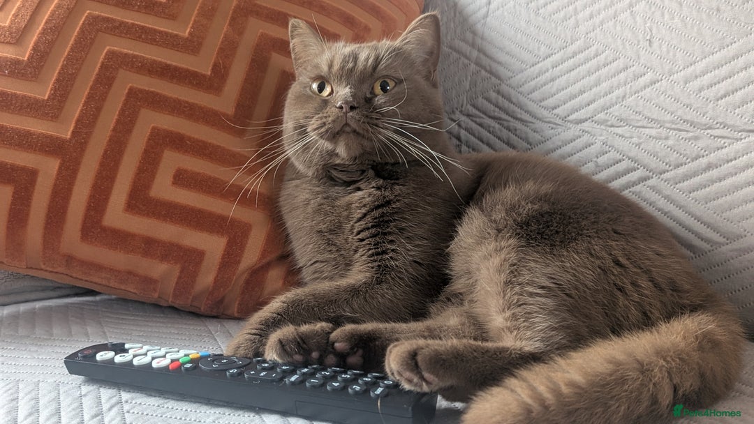 British Shorthair cats for sale: Active GCCF cinnamon female  - Advert 6