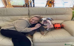 English Bulldog dogs for sale: British Bulldog  - Image 6