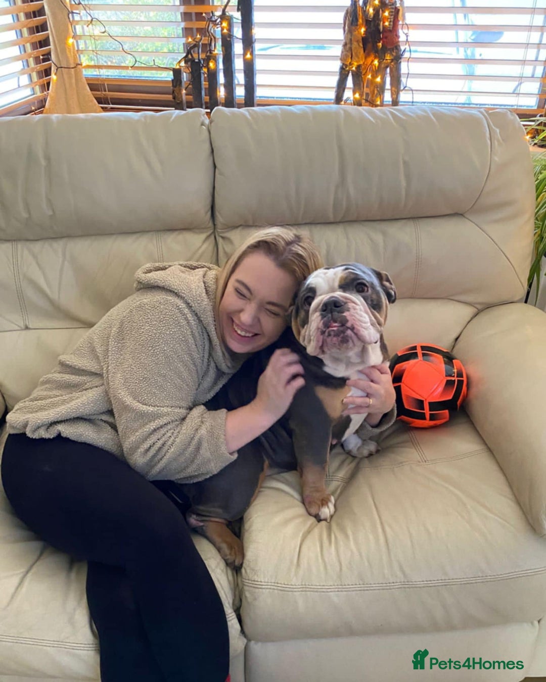 English Bulldog dogs for sale: British Bulldog  - Image 6