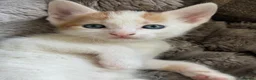 Turkish Angora cats for sale: Beautiful pattern, Kitten - Advert 3