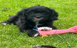 Cavapoo dogs for sale: Stunning Cavapoo puppies - Image 20