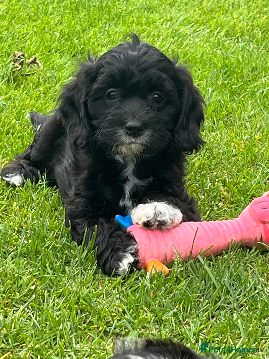 Cavapoo dogs for sale: Stunning Cavapoo puppies - Image 20