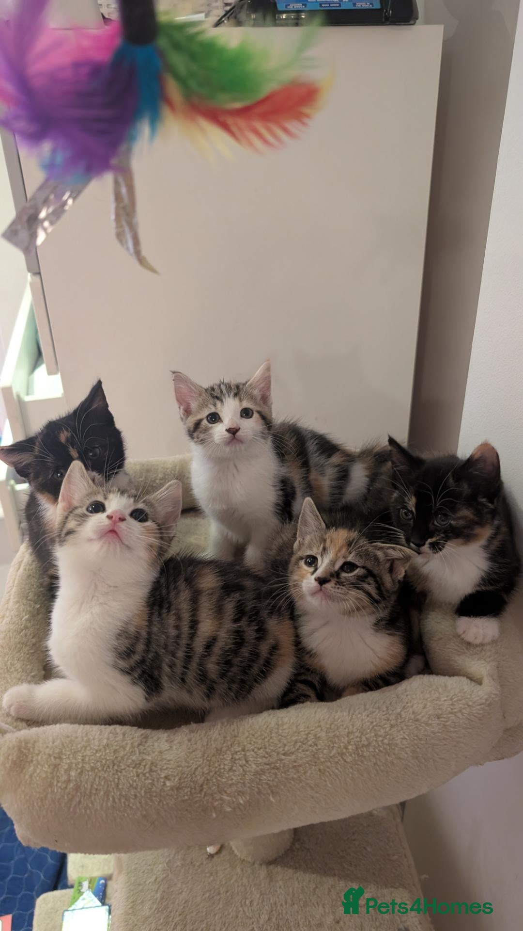 Mixed Breed cats 5 Beautiful Female Calico & Torbie Kittens - Advert 1
