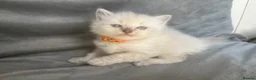 Ragdoll cats for sale: Beautiful mink ragdoll kittens all male  - Advert 31