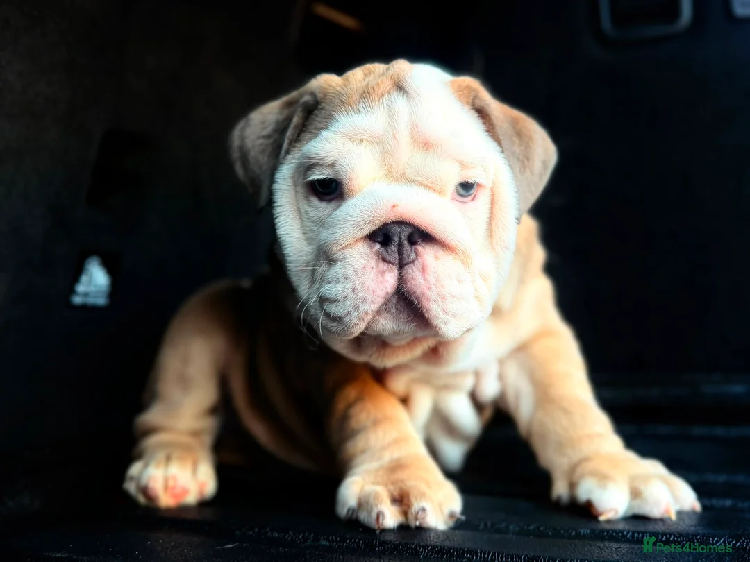 English Bulldog dogs for sale: Quality English bulldogs - Advert 1
