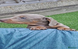 Miniature Dachshund dogs for sale: Miniature dachshund kc reg  - Image 4