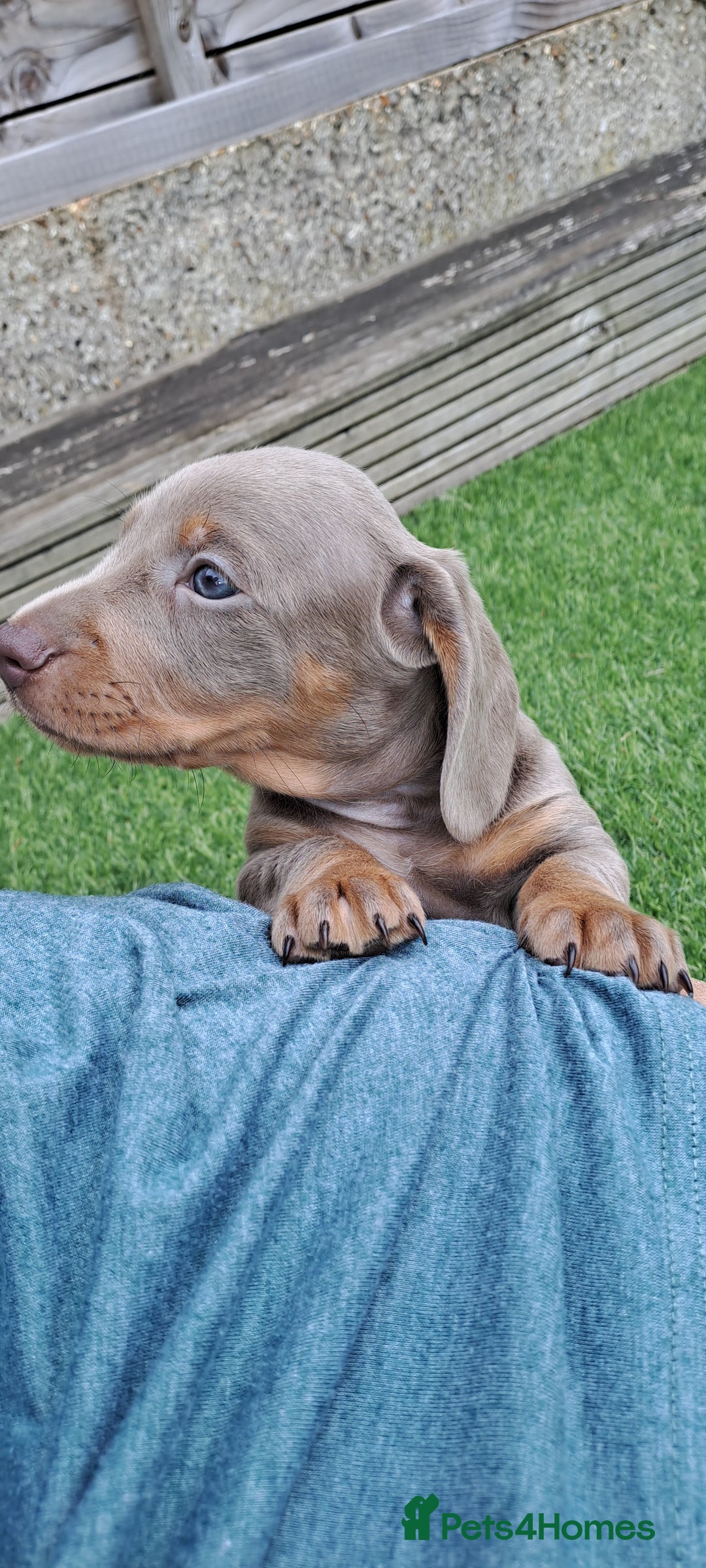 Miniature Dachshund dogs for sale: Miniature dachshund kc reg  - Image 4