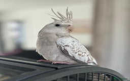 Cockatiels birds for sale: 2 female cockatiels - Advert 4