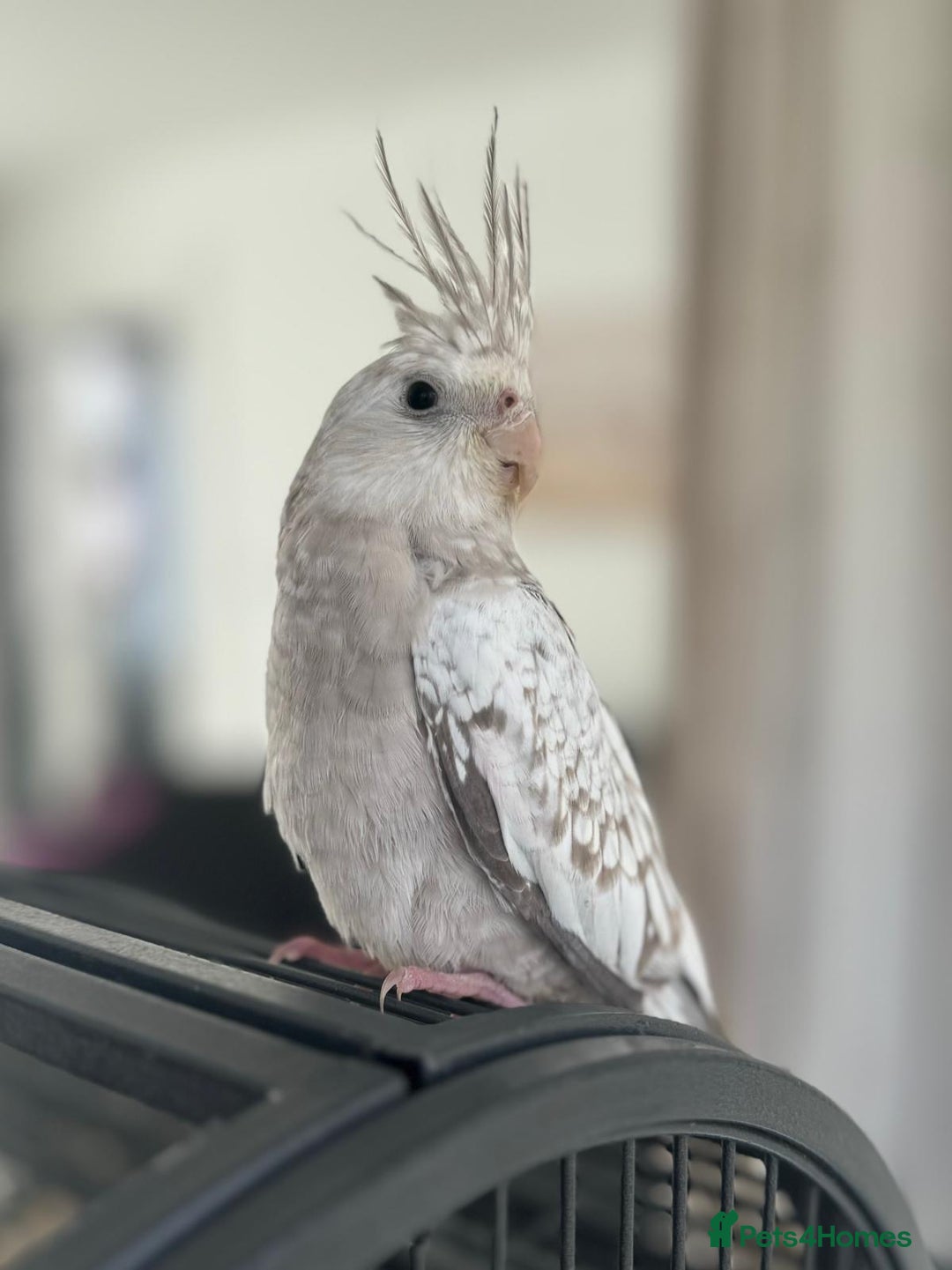 Cockatiels birds for sale: 2 female cockatiels - Advert 4