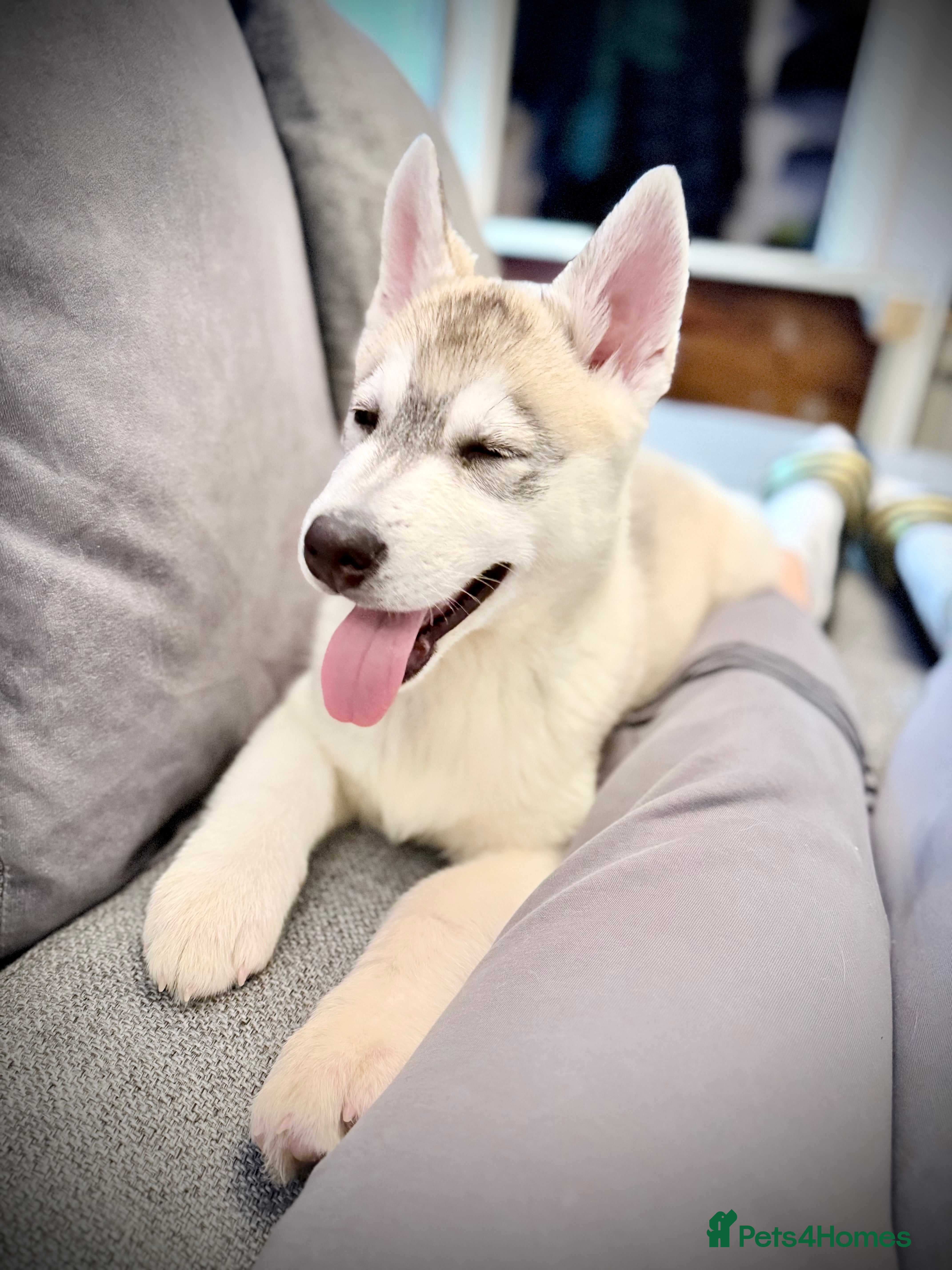 Utonagan dogs Husky cross malamute 4 month old - Advert 1