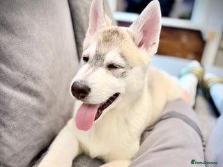 Utonagan dogs Husky cross malamute 4 month old - Advert 1