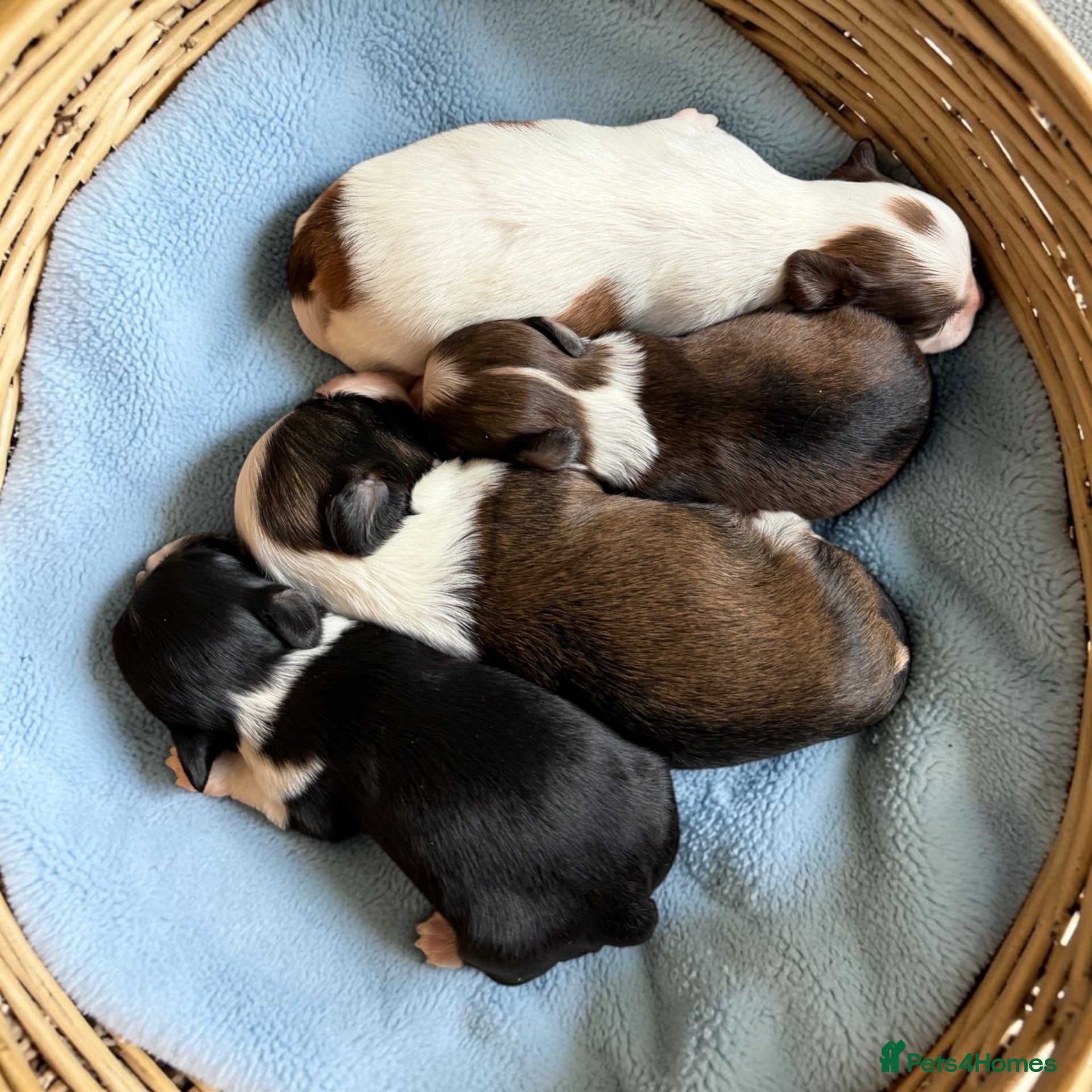 Havanese dogs Pure breed Havanese puppies  - Advert 1