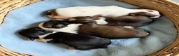 Havanese dogs for sale: Pure breed Havanese puppies  - Advert 1