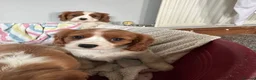 Cavalier King Charles Spaniel dogs for sale: Beautiful Cavalier King Charles Spaniel puppies - Advert 10