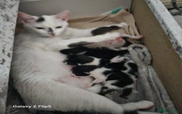 Mixed Breed cats for sale: Fluffy black and white. - Image 2