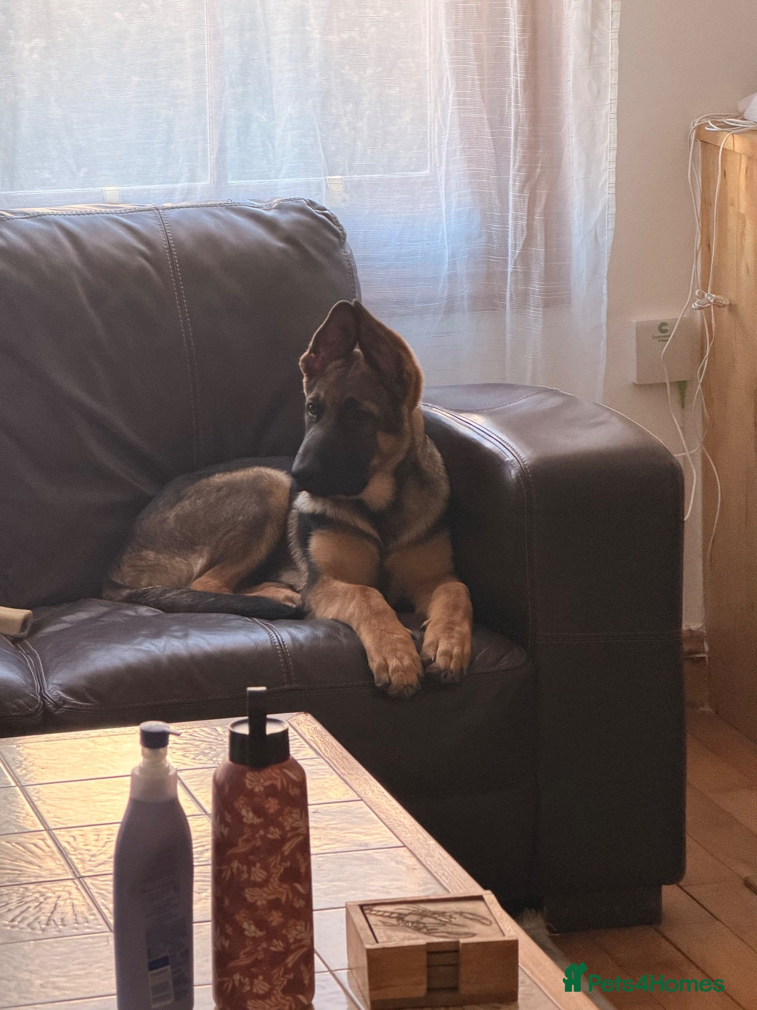 German Shepherd dogs German Shepherd Puppy – Dino – Loving & Playful - Advert 1