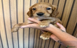Cockapoo dogs for sale: Beautiful F2 Cockapoo Puppies - Image 14