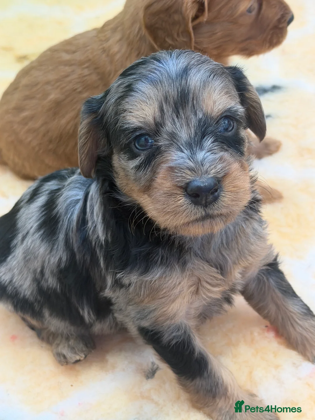 Mini Goldendoodle dogs for sale: Extensively health tested F1 goldendoodle puppies  - Advert 26