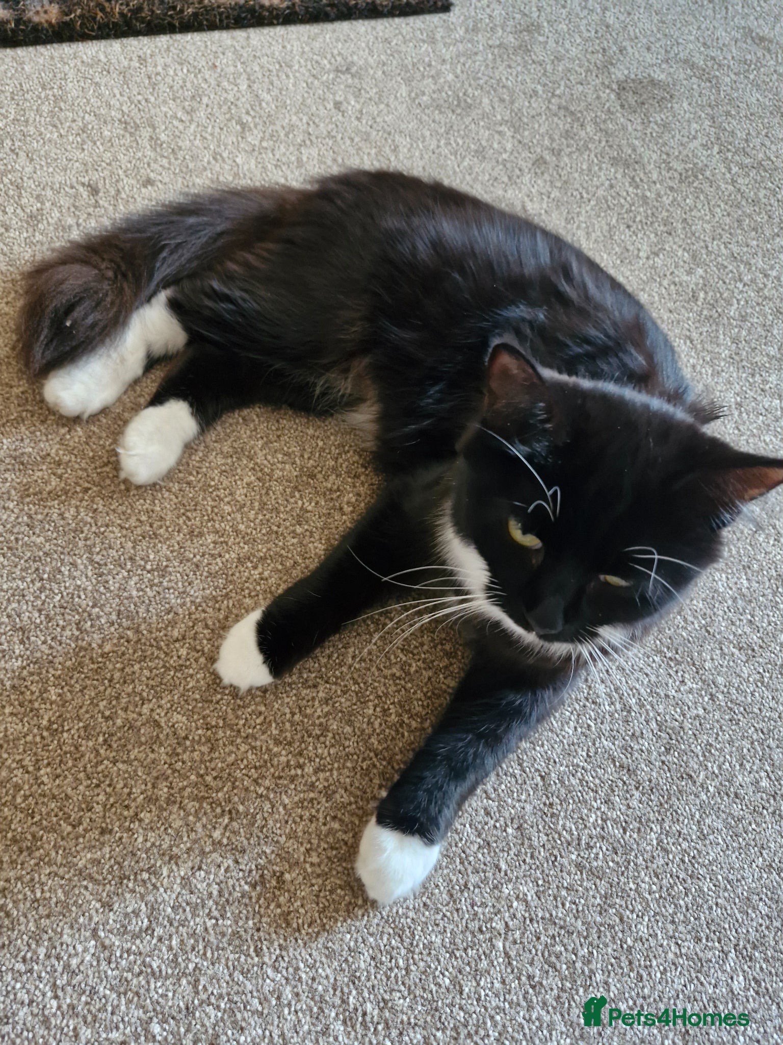 Mixed Breed cats Black and white kitten x2 and 1 black - Advert 4