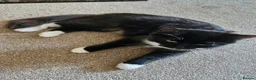 Mixed Breed cats for sale: Black and white kitten x2 and 1 black - Advert 1