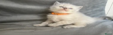 🧡orange - male Kitten 1 