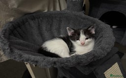 Mixed Breed cats for sale: Adorable Kittens  - Image 10