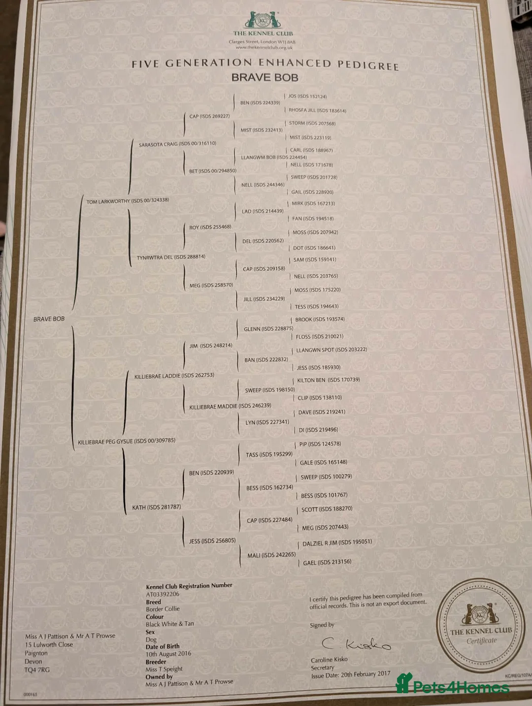 Border Collie dogs for sale: Beautiful Tri coloured border collie puppies - Advert 5