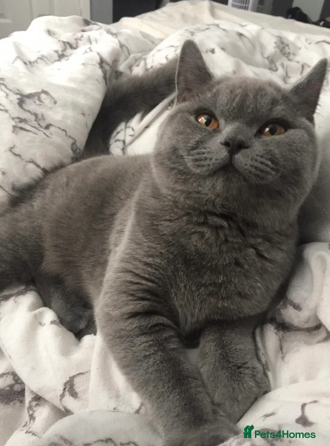 British Shorthair cats for sale: British Shorthair Blue  - Advert 1