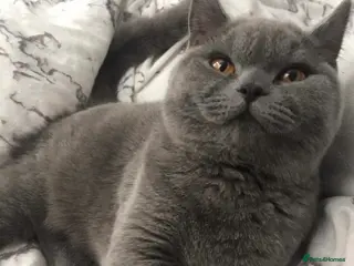 British Shorthair cats British Shorthair Blue - Advert 2
