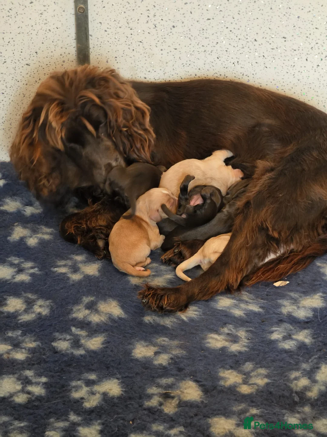 Cocker Spaniel dogs for sale: Outstanding puppies - Advert 1