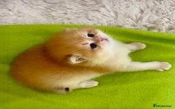 British Shorthair cats for sale: ✨Show quality Golden British Shorthair babies ✨ - Image 1