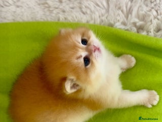 British Shorthair cats - Advert 19