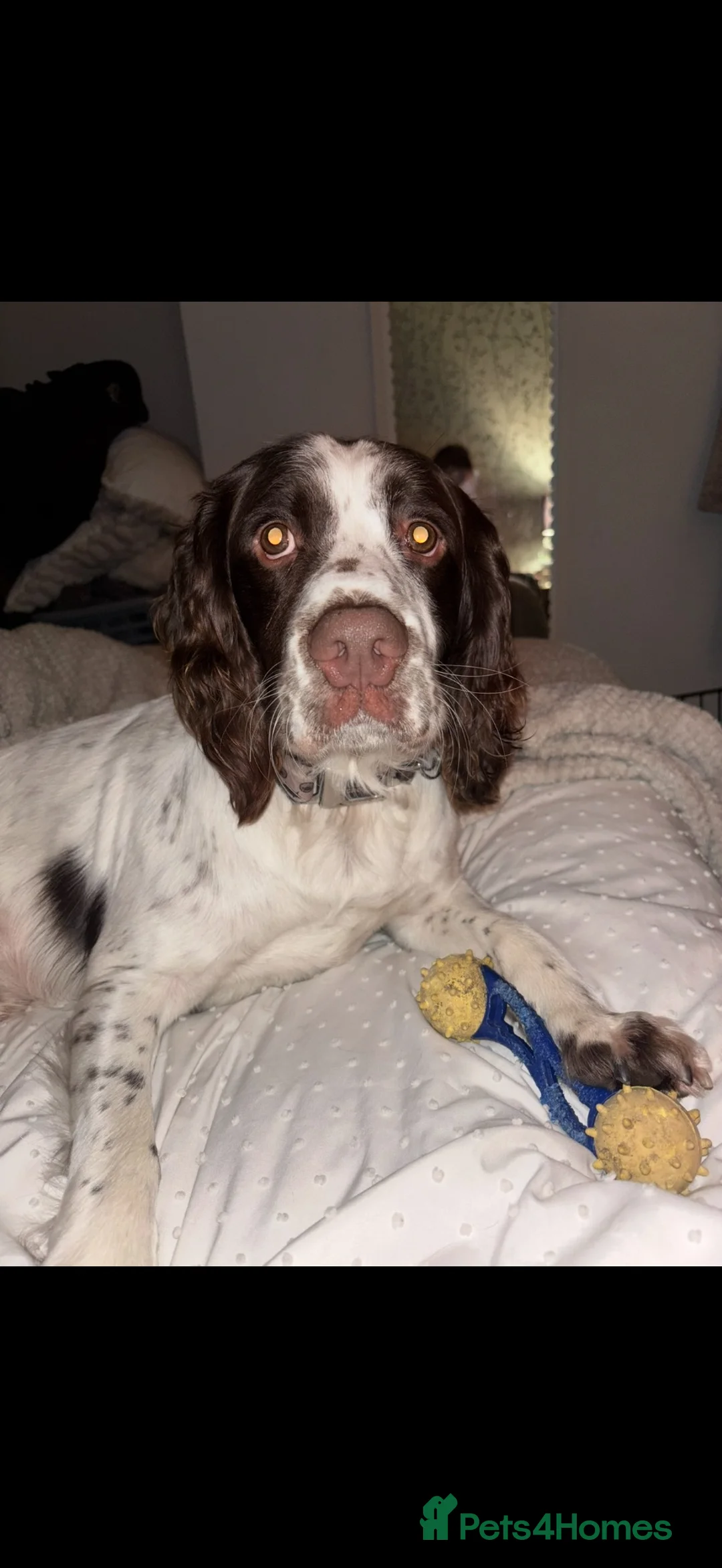 English Springer Spaniel dogs for stud: English springer spaniel for studding  in Halifax - Advert 18
