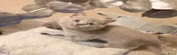 Russian Blue cats for sale: Beautiful Russian Blue/British Shorthair Kittens  in Wimborne - Advert 6