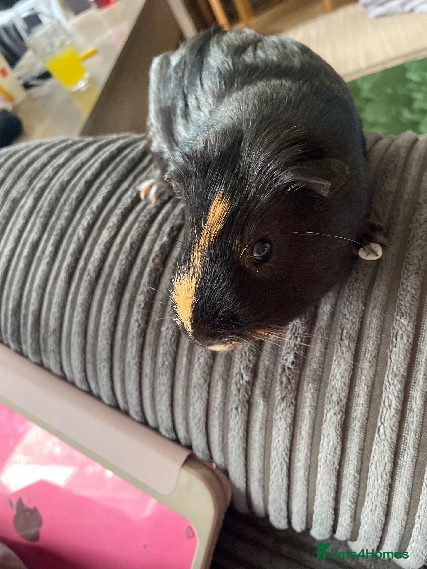 Guinea Pig rodents Male guinea pig  - Advert 16