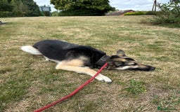 Mixed Breed dogs for sale: Gsd Cross – Looking for a Loving, Experienced Home - Image 4