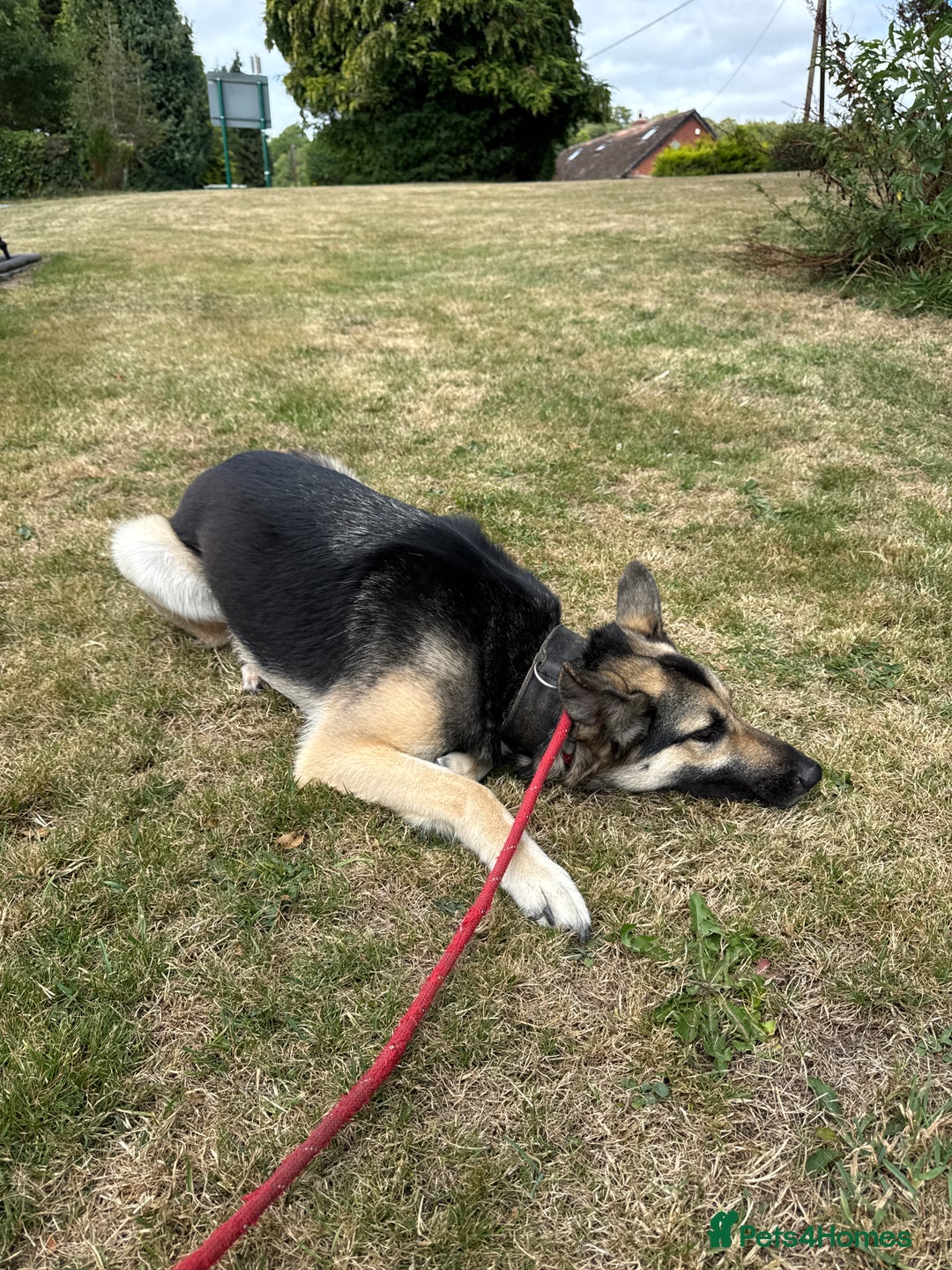Mixed Breed dogs for sale: Gsd Cross – Looking for a Loving, Experienced Home - Image 4