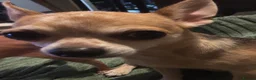 Chihuahua dogs for sale: URGENT REHOMING MALE CHIHUAHUA PUP - Advert 2